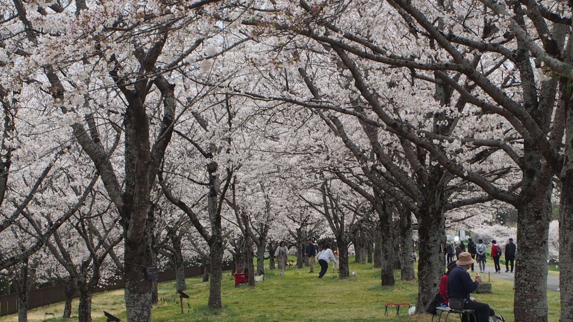 うじいえゆうゆうパークの桜